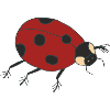 ladybird