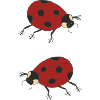 ladybug duo