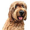 Otterhound 2