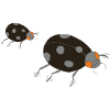 ladybug dark