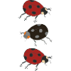 ladybug trio