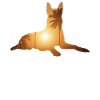 Summer beach - Belgian shepherd