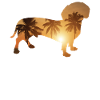 Summer Beach - Dachshund