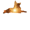 Summer beach - Dutch shepherd