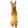 Summer beach - Malinois