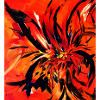 Fleur rouge flamboyante