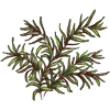 Leafy Plant 1