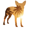 Summer Beach - Australian Cattle