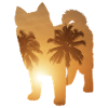 Summer beach - Pomsky