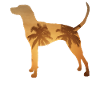 Summer beach - Redbone Coonhound