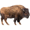 Bison