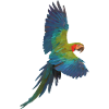 Parrot