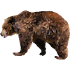 Grizzly bear