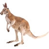 Känguru