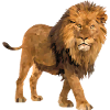 Lion Design