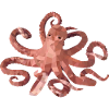 Octopus Octopus Squid Design