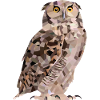 Owl in polygon design