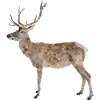 Hirsch Geweihträger