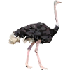 Vogelstrauss