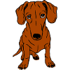Dachshund, shorthair, whole