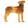 Summer beach - Rottweiler
