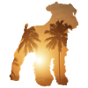Plage d’été - Schnauzer