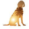 Sommerstrand - Vizsla