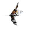 Tiger Roar Big Cat