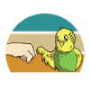 Budgie lovers
