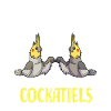 cadeaux Cockatiel | Animaux Oiseaux Oiseaux