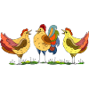 Hens and rooster