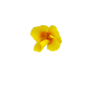 Mohnblüme