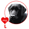 love my labrador