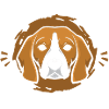 Beagle Dog