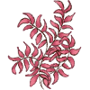 Plante rose