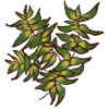 Leafy Plant 2