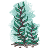 Kelp 1