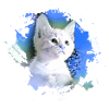 kätzchen,katze,katzenbaby,graffiti,malerei,blau