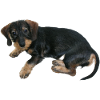 Cute puppy dog