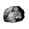 Fuchs