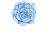 signe roses
