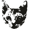 cat face