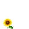 sonnenblume gartenglück im schrebergarten