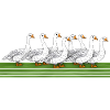 Geese