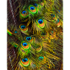 Peacock feathers