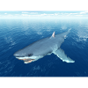 Great White Shark