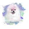 pomerian,zwergspitz,pointed,dog,graffiti,painting