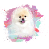 pomerian,zwergspitz,pointed,dog,graffiti,painting