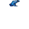 Blauer Pfeilgiftfrosch Dendrobates Azureus