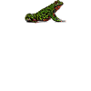 Fire Belly Toad Owner Geometric